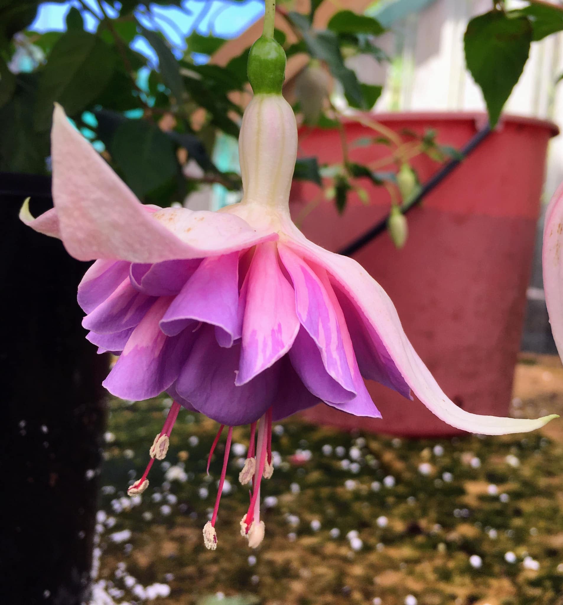 fuchsia-drama-girl-the-fuchsia-ladies-nursery