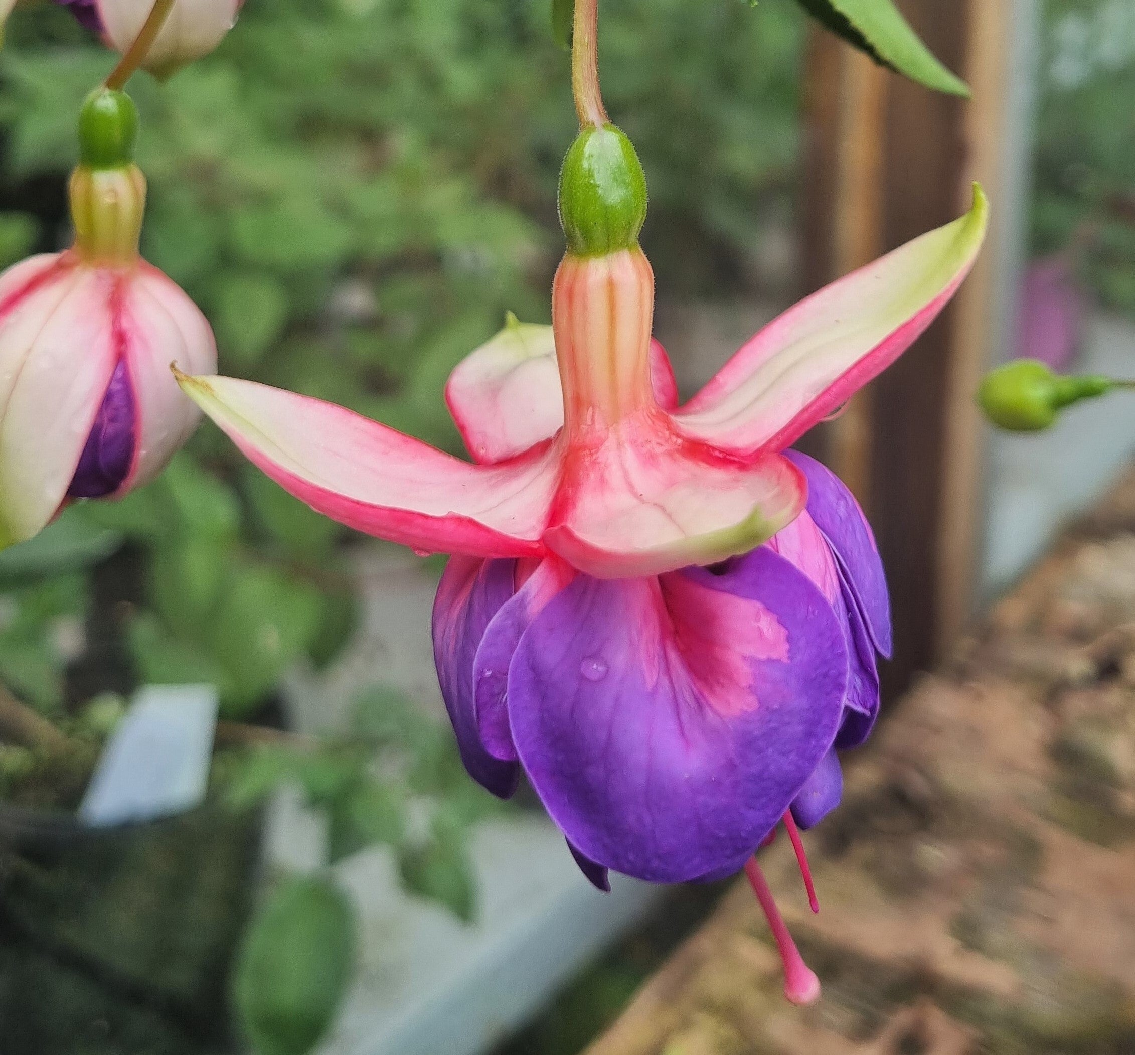 froddo fuchsia
